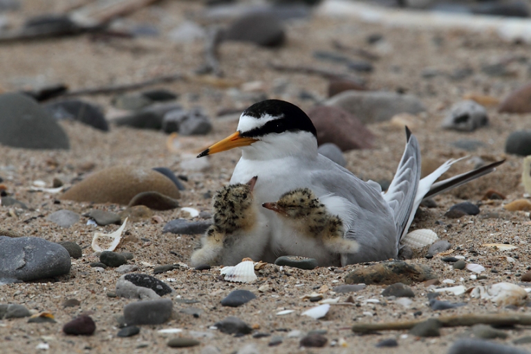 Little tern brooding young (John Power)